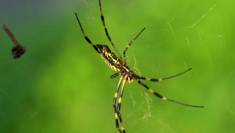 Joro-Spider-resting-in-the-web-on-greenery-blurred-background-in-South-Korea,-close-up