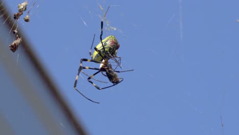 Big-female-Joro-Spider-killing-and-biting-alive-bug-prey-in-the-cobweb-over-bluew-sky