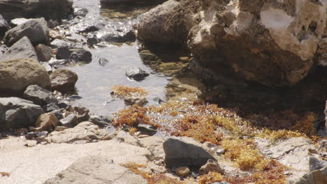 Algas-En-La-Playa-De-San-Juan-Puerto-Rico-Causando-Problemas-A-La-Industria-Del-Turismo