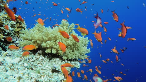 Meeresgoldfische-Und-Weiche-Alcyonacea-Korallen-In-Der-Fließenden-Strömung-Entlang-Des-Great-Barrier-Reefs