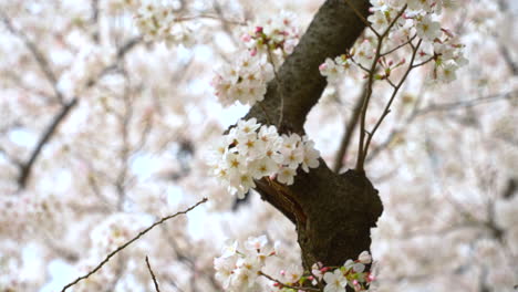 Flowering-Sakura-Trees-Sway-Gently-As-The-Wind-Blows-On-Springtime
