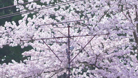 Hellrosa-Sakura-Blüten-In-Voller-Blüte-Mit-Japanischer-Antenne-Im-Vordergrund