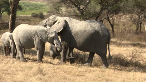 African-elephant-matriarch-shaking-acacia-tree-to-dislodge-seedpots