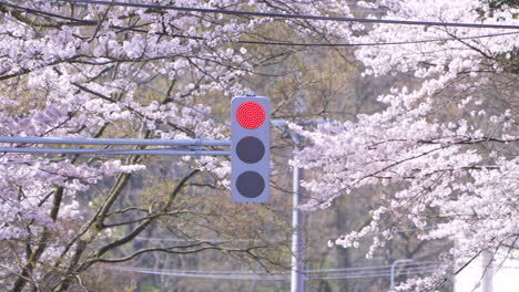 Shot-of-traffic-light-changing-from-green-to-red,-surrounded-by-sakura-trees-during-spring-time-in-Japan