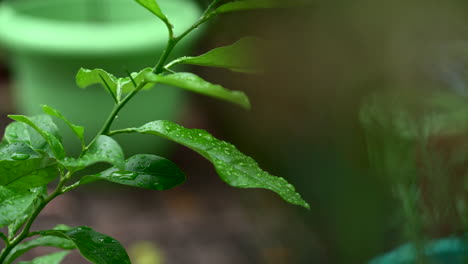 Close-Up-view-of-a-Lemon-Tree-from-behind-another-plant-of-a-beautiful-and-green-garden