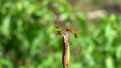 Rote-Libelle-Auf-Einem-Ast-In-Einer-Sanften-Brise-In-Korea