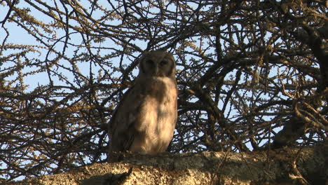 Verraux's-Eagle-Owl-perched-in-tree-in-morning-sun,-looking-at-camera