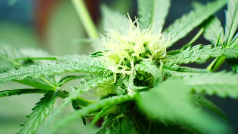 Medicinal-marijuana-narcotic-cannabis-plant-illegal-forbidden-greenhouse-herbal-weed-closeup