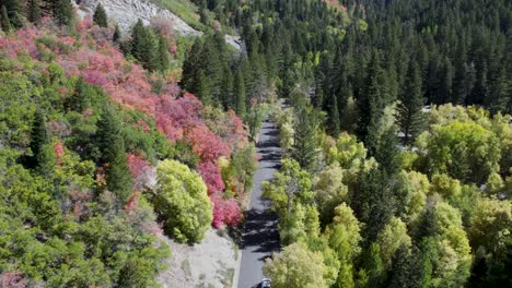 Road-In-Mountain-With-Pine-Tree-Forest-In-American-Fork-Canyon,-Utah,-USA---aerial-drone-shot