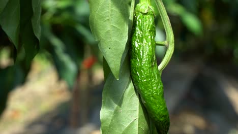 Overripe-dried-green-pepper-hanging-on-the-plant-at-hot-rainless-weather-in-the-Farm-close-up
