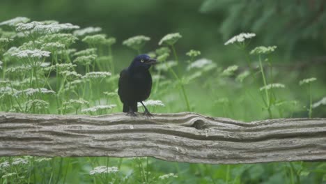 A-Bird-Scares-A-Perched-Common-Grackle,-Slow-Motion