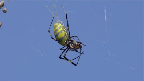 Huge-Trichonephila-clavata-Joro-Spider-kill-victim-in-the-cobweb-over-blue-sky-in-South-Korea,-macro