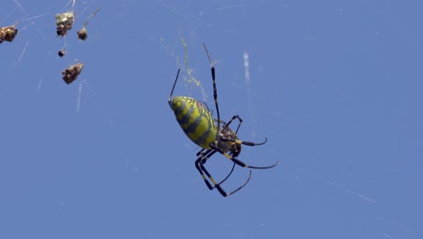 Joro-Spider-killing-prey-in-the-web-in-South-Korea,-close-up
