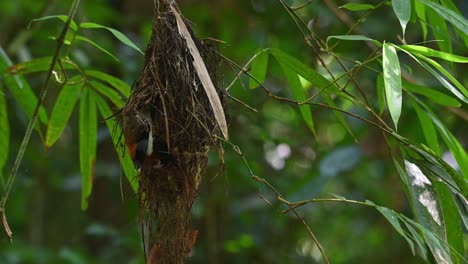 Tief-In-Sein-Nest-Gesehen,-Das-Seine-Nestlinge-Füttert-Und-Dann-Abhebt,-Silberbrust-breitschnabel,-Serilophus-Lunatus,-Kaeng-krachan-nationalpark,-Thailand