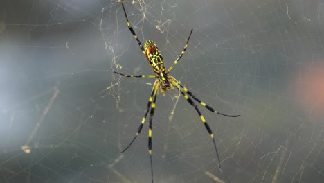 Joro-Spider-hanging-in-the-web-with-blurred-river-flowing-on-background-in-Japan-countyside,-close-up