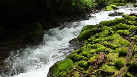 Kaskadierender-Fluss,-Der-Neben-Felsen-Mit-Grünem-Moos-Und-Bäumen-Durch-Den-Regenwald-Fließt