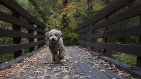 Adorable-Maltipoo-Puppy-Running-At-Wooden-Bridge-With-Dried-Fallen-Leaves