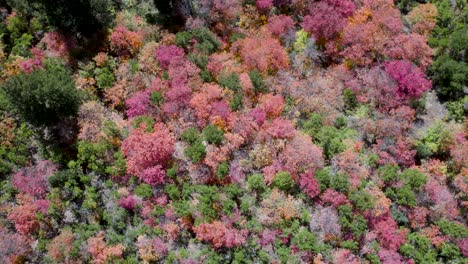 Mountainside-of-Forest-with-Colorful-Autumnal-Fall-Leaves-in-Utah---Aerial