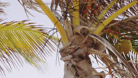 Close-up-of-wind-moving-isolated-palm-tree-leaves-branches