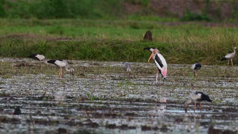 Facing-to-the-left-in-the-middle-of-the-rice-paddy,-other-storks-are-foraging-before-dark