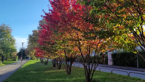 Bunte-Herbstbäume-Säumen-Einen-Weg-In-Der-Stadt,-Pfanne