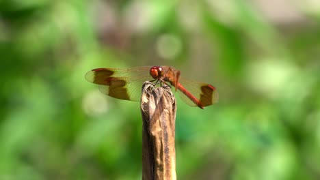Firecracker-Skimmer-Red-Dragonfly-Perched-on-Rot-Plant-Stem-with-Winds-Trembling-under-Breeze-Wind,-South-Korea,-Geumsan-city