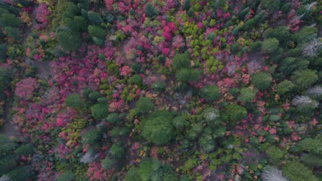 Colorful-autumn-forest-in-the-American-Fork-Canyon-in-Utah--Aerial