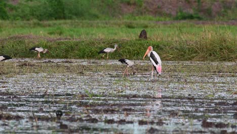 Standing-in-the-middle-of-a-muddy-paddy-facing-to-the-left,-other-Storks-forage-for-food-before-dark-and-its-windy