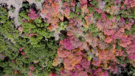Vogelperspektive-Auf-Schöne-Herbstfarben-Des-Waldes-Mit-Espen-Und-Kiefern-Im-American-Fork-Canyon-In-Der-Nähe-Von-Provo,-Utah---Drohne-Geschossen