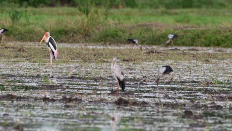 Facing-to-the-left-looking-around-from-left-to-the-right-during-a-windy-afternoon-at-a-rice-paddy-while-other-forage-around,-a-Painted-Stork-resting