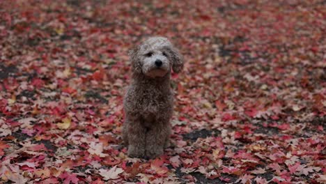 Süßer-Maltipoo-hund,-Der-Im-Herbstlaub-Steht,-Rotbraune-Blätter,-Während-Er-In-Die-Kamera-Schaut