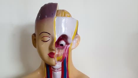 Study-model-for-human-Anatomy-at-the-medical-college