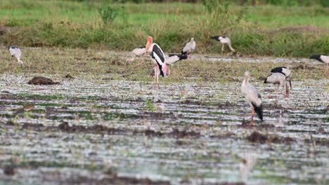 Seen-standing-on-the-rice-paddy-facing-to-the-left,-some-Greater-Painted-snipes-and-Asian-Openbill-Storks-forage-around