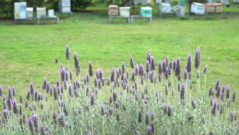 Lavendel-Weht-Im-Wind-Am-Australischen-Honigbienenstand