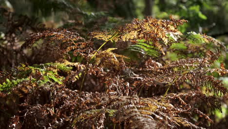 The-wind-blows-and-Autumn-sunlight-illuminates-Common-Fern-plants-in-an-English-Forest
