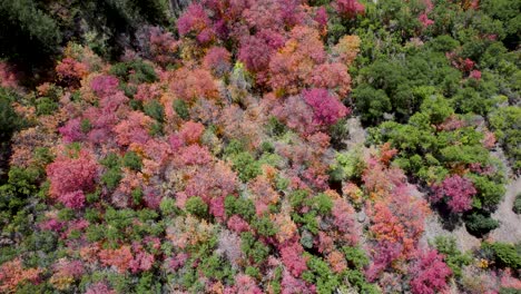 Trees-with-pink-foliage-in-forest,-American-Fork-Canyon-in-Utah