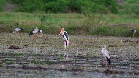 Seen-in-the-middle-of-a-muddy-paddy-facing-to-the-left-during-a-windy-afternoon,-Painted-Stork,-Mycteria-leucocephala,-Thailand