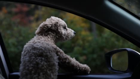 Cute-Puppy-Doodle-Dog-Sticking-Head-out-of-Car-Window-on-Scenic-Drive