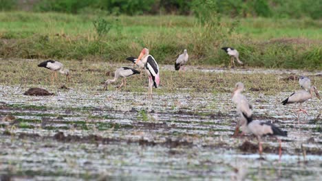 Seen-in-the-middle-of-the-muddy-paddy-lifting-its-right-foot,-other-birds-forage,-one-flies-towards-the-right