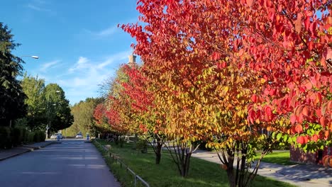 Herbstlich-Gefärbte-Bäume-Entlang-Eines-Gehwegs,-Schwenk--Und-Neigeaufnahme