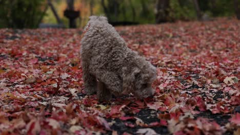 Cute-Maltipoo-Puppy-Sniffing-Colorful-Autumn-Leaves---Low-Level-Shot