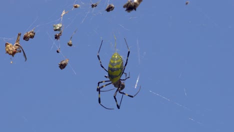 Joro-Spinne-Halten-Und-Beißen-Lebendig-Käfer-Im-Spinnennetz-In-Südkorea,-Nahaufnahme
