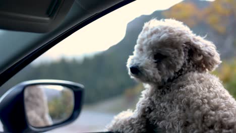 Maltipoo-Dog-Enjoy-Riding-And-Looking-Out-From-An-Open-Window-Of-Vehicle
