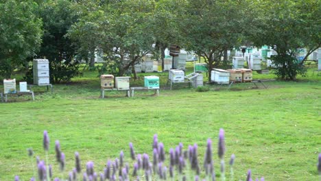 Lavendel-Verschwommene-Pfanne-Weht-Im-Wind-Am-Australischen-Honigbienenstand