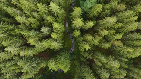 top-aerial-view-of-a-meandering-creek-in-a-green-coniferous-forest