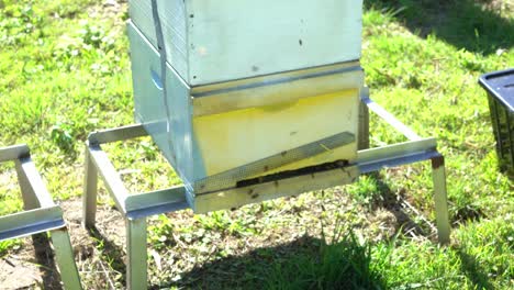 Statische-Aufnahme-Eines-Bienenstocks-Mit-Australischen-Arbeiterbienen,-Die-In-Die-Box-Ein--Und-Ausgehen