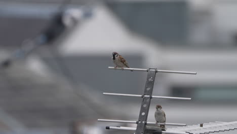 Pair-Of-Sparrow-On-House-Antenna-with-Blurred-Buildings-In-Background