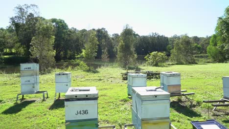 Static-shot-of-Australian-worker-bees-going-in-and-out-of-bee-hive-box-in-nature