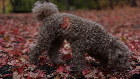 Cute-and-Adorable-Maltipoo-Dog-Sniffing-the-Autumn-Leaves-on-the-Ground