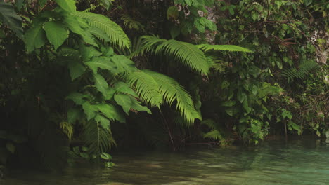 Growing-Exotic-Foliage-At-Tropical-Forest-Of-Balneario-Mata-de-Maiz-In-Polo,-Dominican-Republic